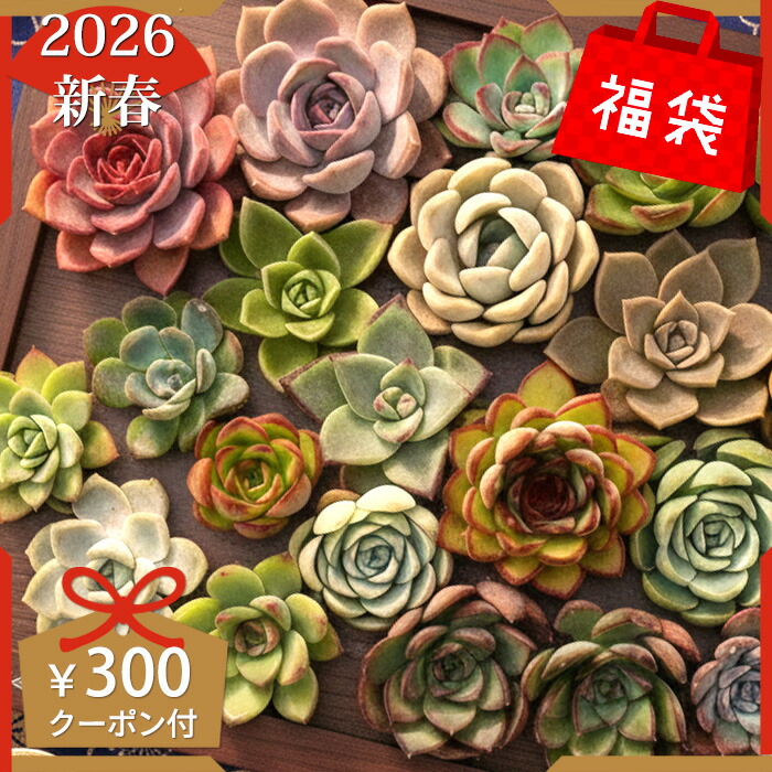 楽天市場】多肉植物 おまかせ4個セット 7.5cmポット 柏屋商店さん