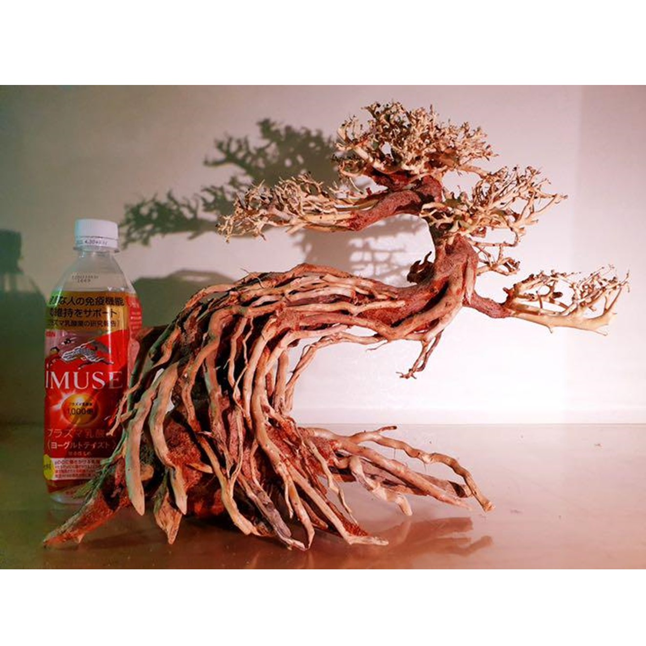 楽天市場】熱帯雨林のバニヤン流木（水槽専用アート流木）盆栽アート