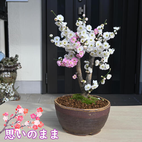 楽天市場】2026年花芽有り 梅苗 紅梅 一重咲き ポット苗 花梅 鉢植盆栽