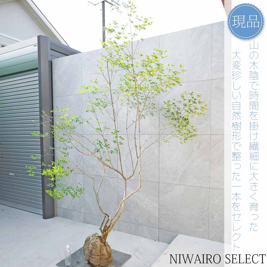 楽天市場】山採り【ドウダンツツジ】 自然樹形 株立ち 樹高H≒195 × 枝