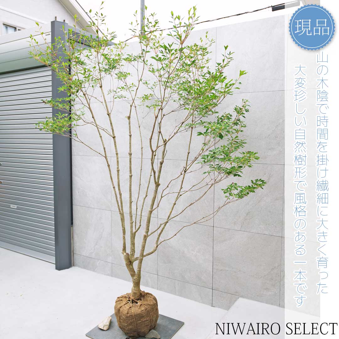 楽天市場】山採り【ドウダンツツジ】 自然樹形 本株立ち 樹高H≒300