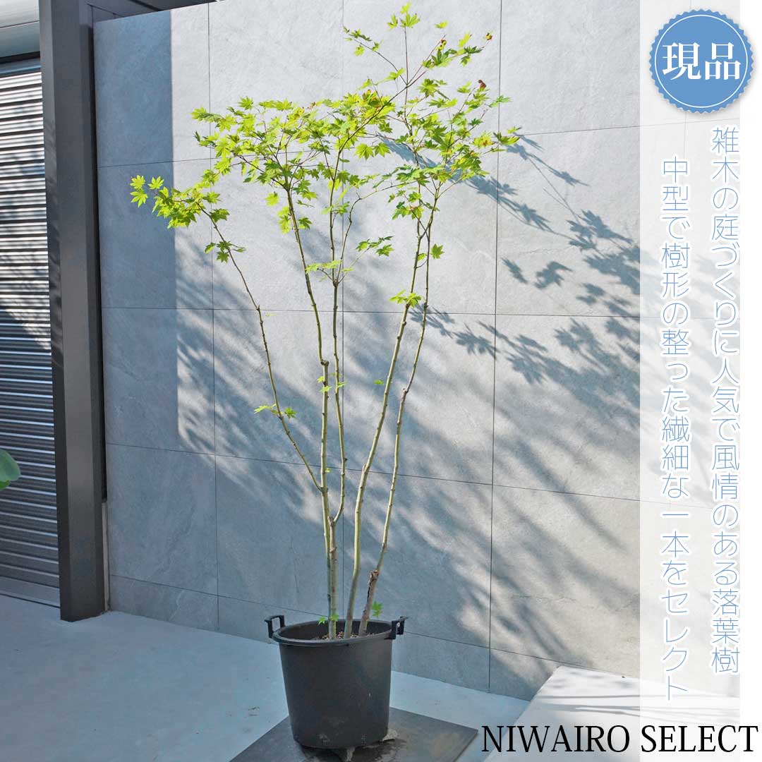 楽天市場】【カエデ】楓 コハウチワカエデ 自然樹形 樹高H≒250 × 枝張