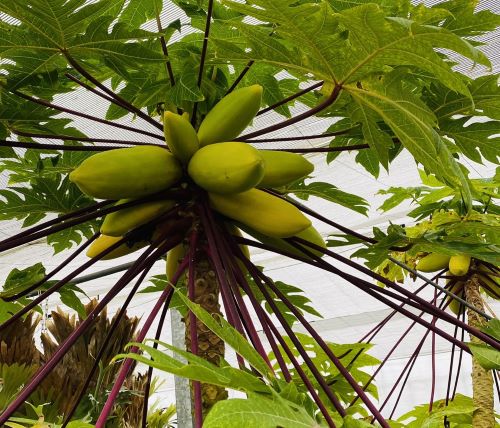 楽天市場】大株 チョコレートの木（カカオの木）《熱帯果樹苗》樹高40