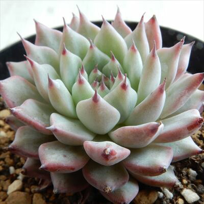 楽天市場】多肉植物 skエケベリア チェリークイーン 多肉植物