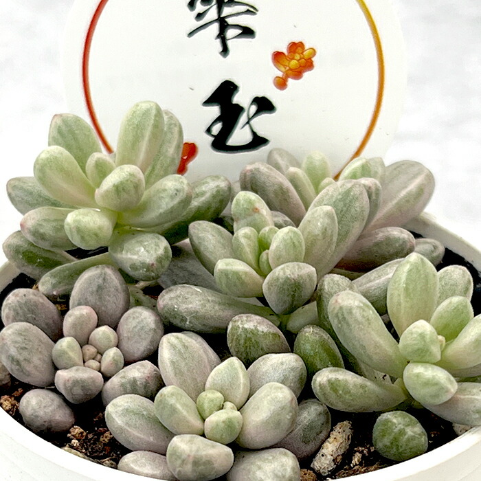 楽天市場】多肉植物 skグラプトペタルム アメジスチヌム 多肉植物