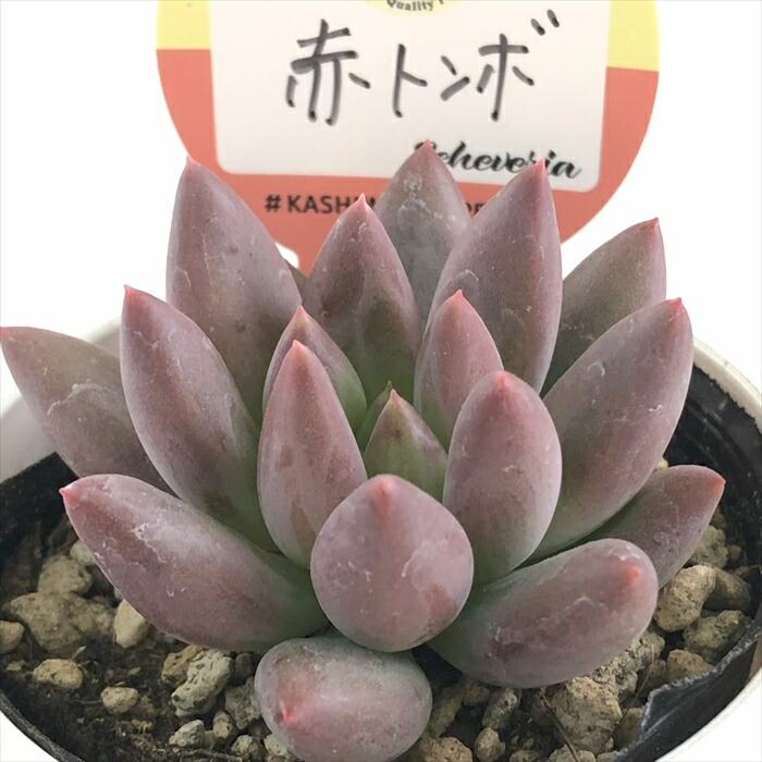 楽天市場】多肉植物 oriミックスベリア No.021 小人の渚 多肉植物 お