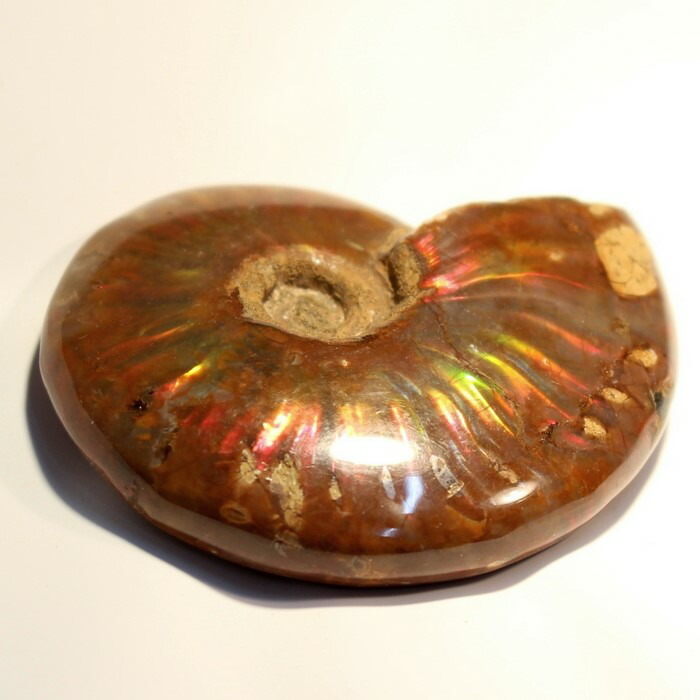 楽天市場】アンモナイト 化石｜Ammonite アンモライト レインボー