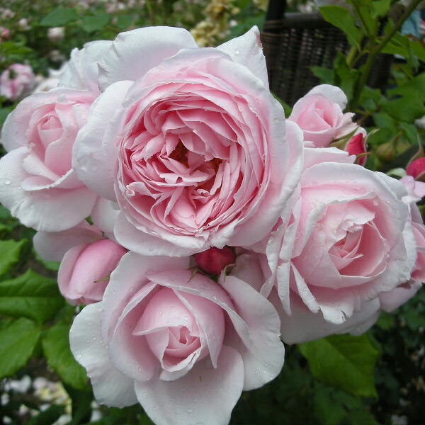 楽天市場】送料無料【ナエマ 6号鉢 秋開花株】鉢植え バラ 薔薇