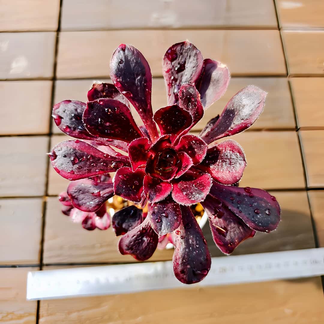 楽天市場】農園直売 多肉植物 寄せ植え アエオニウム属 ウェディング