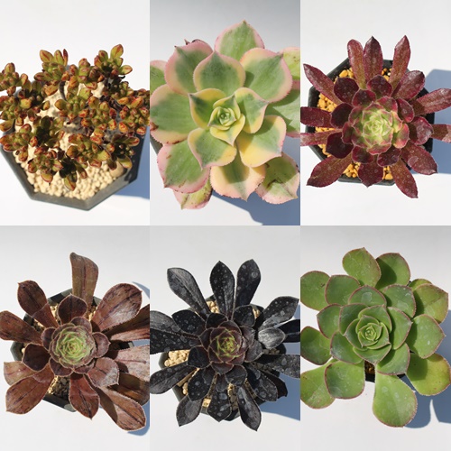 楽天市場】農園直売 多肉植物 寄せ植え アエオニウム属 ガーネット白斑