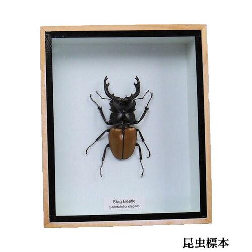 楽天市場】【宅配便送料無料】昆虫の標本 オニツヤクワガタ