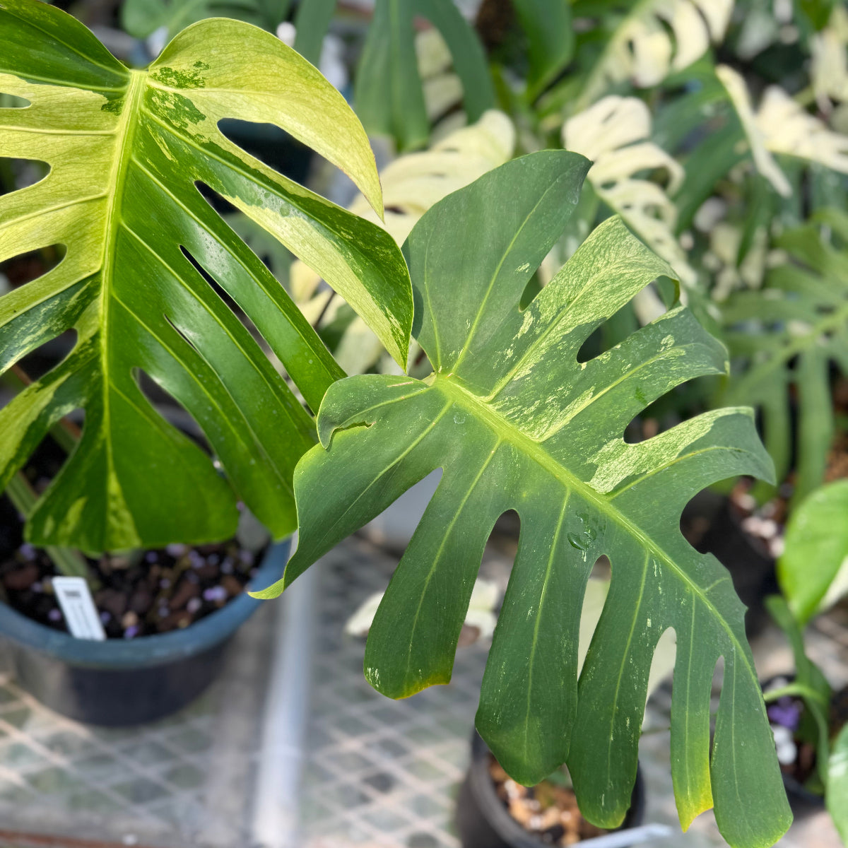 コレクション】モンステラ 'ボルシギアナミント' – RARE PLANTS JAPAN