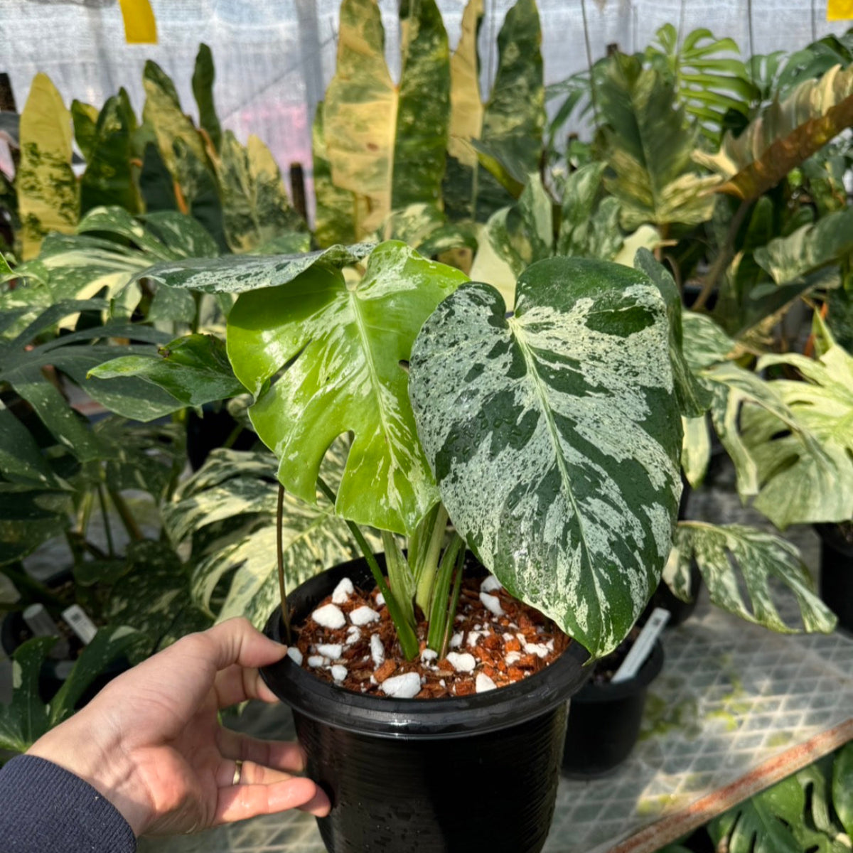 モンステラ Monstera – RARE PLANTS JAPAN (レアプランツジャパン)