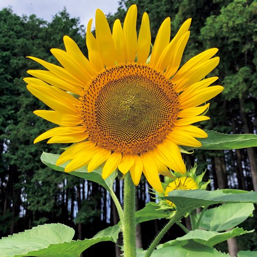 ひまわり 緑肥用ひまわり イノベル| 種・苗・ガーデニング用品の