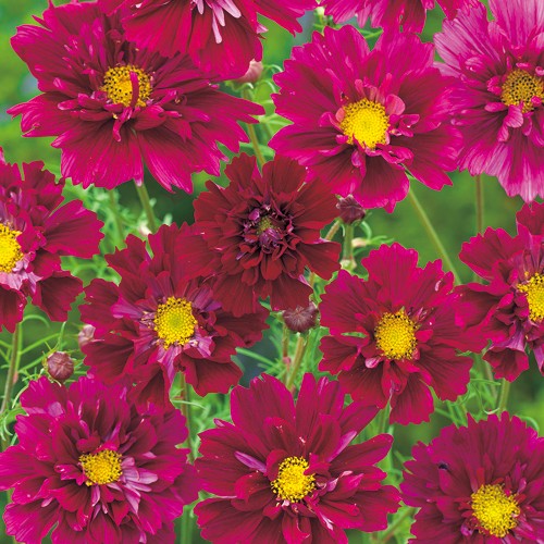 733-FCS231.jpg?202602031613