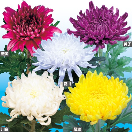 733-NKI702.jpg?202602031613