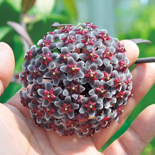 ホヤ・プビカリックス ロイヤルハワイアンパープル| 種・苗