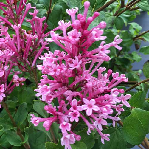 姫ライラック・ドワーフピンク 農水省品種登録出願中（品種名：SMNJRPI