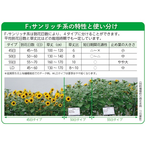 ひまわり・F1サマーサンリッチ パイン45| 種・苗・ガーデニング用品の
