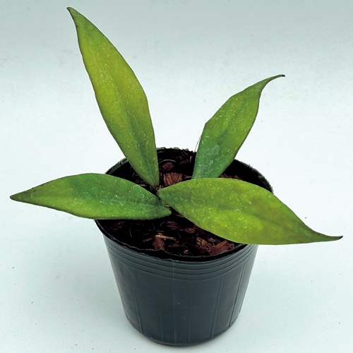 ホヤ・プビカリックス ロイヤルハワイアンパープル| 種・苗