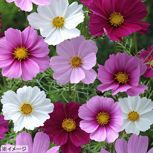 コスモス・センセーション 混合| 種・苗・ガーデニング用品の【タキイ