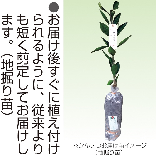 ピンクネーブル・からから| 種・苗・ガーデニング用品の【タキイネット