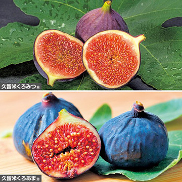 久留米イチジク 2種セット| 種・苗・ガーデニング用品の【タキイネット