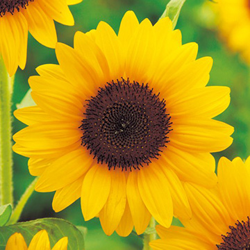 ひまわり・F1サンリッチ(R) オレンジ50| 種・苗・ガーデニング用品の