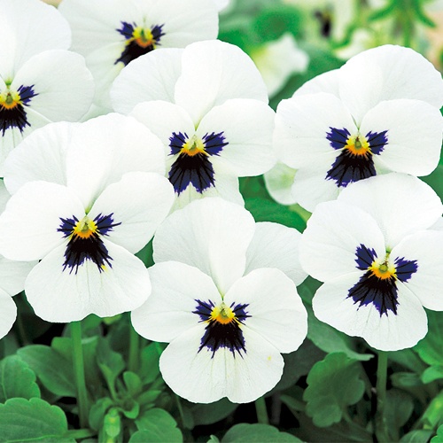 ビオラ・F1ソルベXP ホワイトブロッチ| 種・苗・ガーデニング用品の