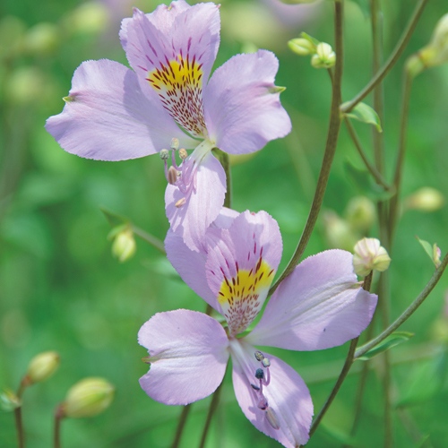 原種系アルストロメリア・パーペルキュラ| 種・苗・ガーデニング用品の