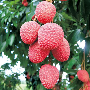 ライチ・フォンフェイ| 種・苗・ガーデニング用品の【タキイネット通販】