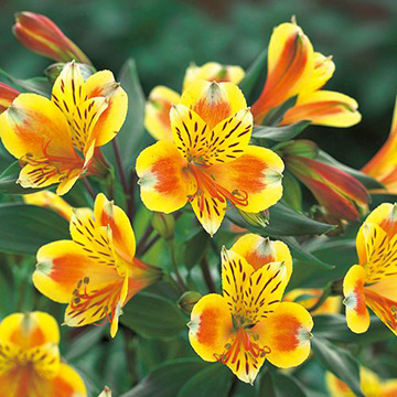 □アルストロメリア特集