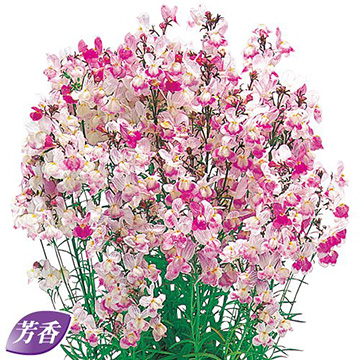 リナリア（姫金魚草）・スポッテッドピンク グッピー| 種・苗