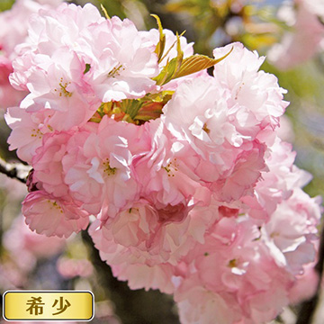 739-NSK100-2330125.jpg?