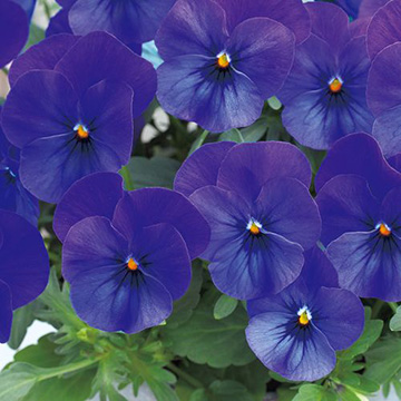 ビオラ・F1フローラルパワー ディープブルー| 種・苗・ガーデニング