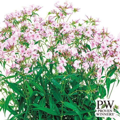 フロックス・オープニングアクト ピンクアドット| 種・苗