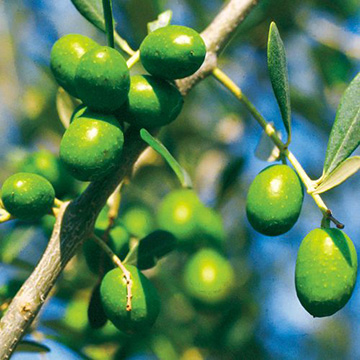 オリーブ・ミッション【18cm苗】| 種・苗・ガーデニング用品の【タキイ