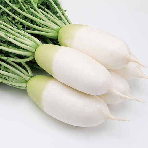 一代交配 味短歌大根| 種・苗・ガーデニング用品の【タキイネット通販】