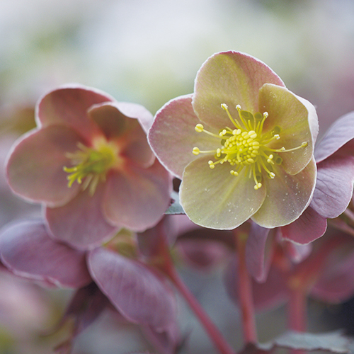 クリスマスローズ・ピエラ(ピエラダブル)| 種・苗・ガーデニング用品の