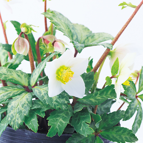 クリスマスローズ・多弁ダブルホワイト| 種・苗・ガーデニング用品の