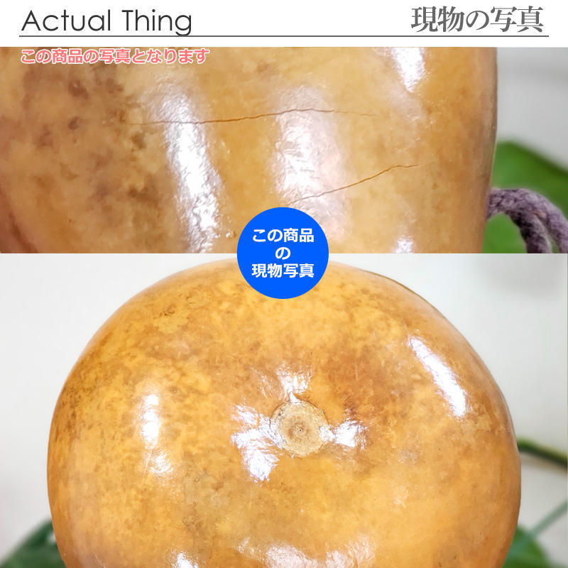 ハワイアン フラダンス 楽器 イプ ヘケ オレ 8インチタイプ (Mサイズ