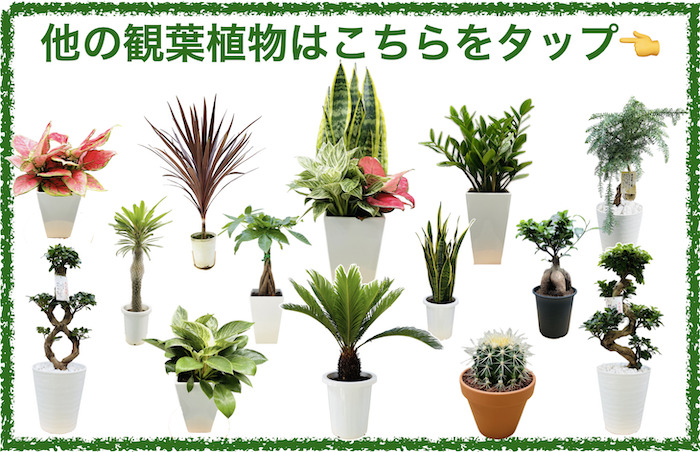 観葉植物 ソテツ 蘇鉄 7号鉢苗 大型種類 庭木 風水 地植え おしゃれな