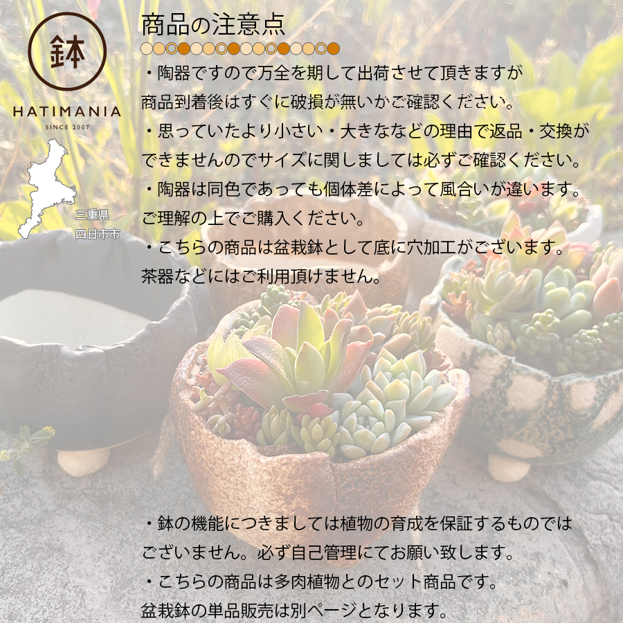 多肉植物おまかせ寄せ植え HATIMANIA 2.5号丸型 2033 盆栽鉢 鉢づくし