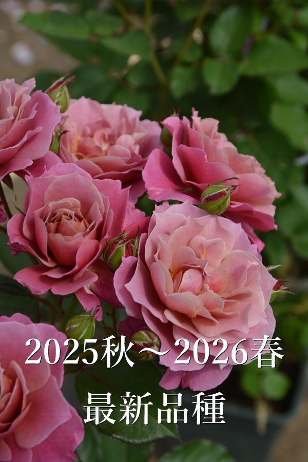 ロアルド・ダール（Ausowlish）（バラ苗：イングリッシュローズ） 大苗