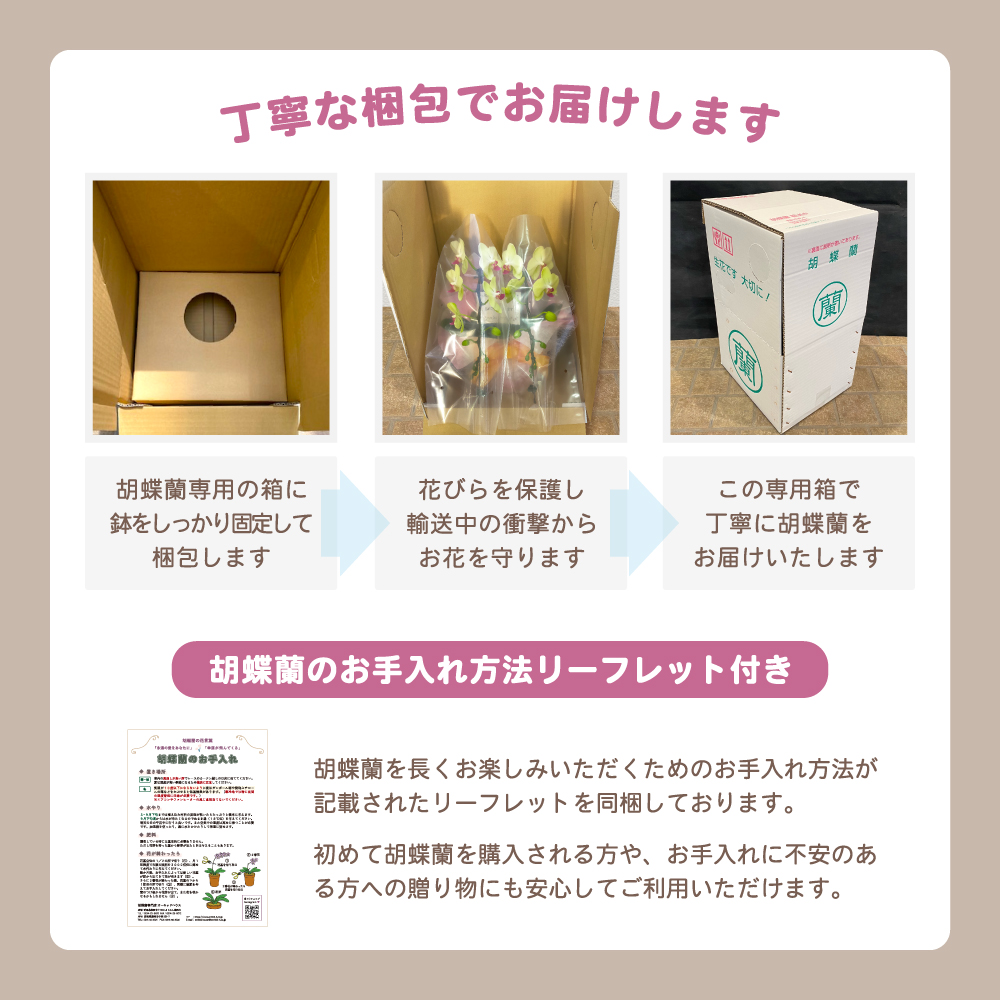 胡蝶蘭 ロビンソン3本立ち 蘭 ミディ 鉢植え 白 母の日 お中元 敬老の