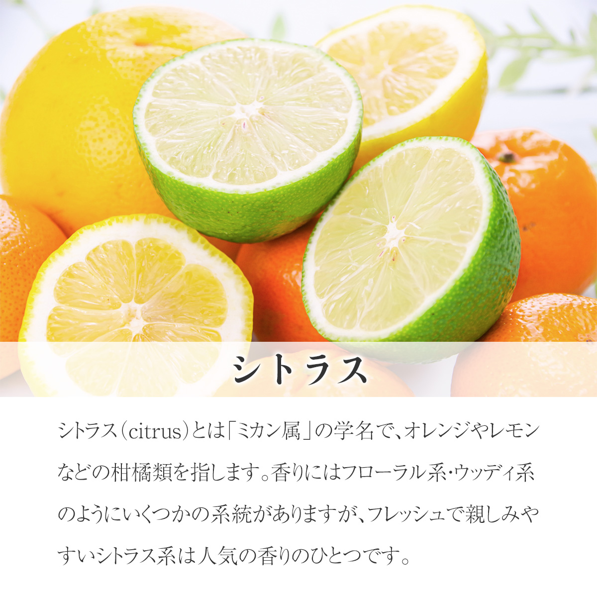 シトラス 30ml ブレンド精油 柑橘 ブレンドアロマ