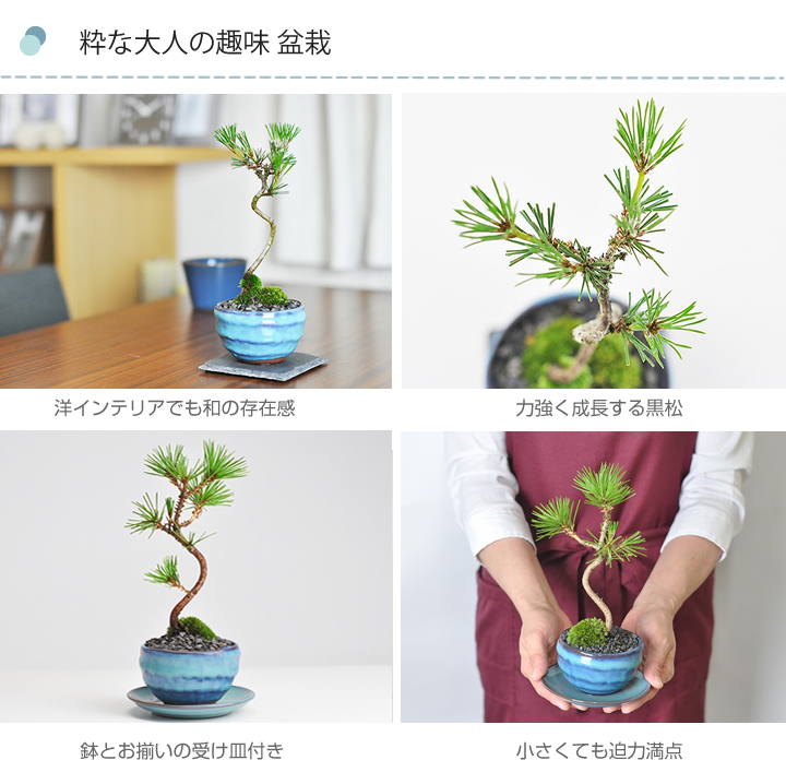 松盆栽 四国黒松と初心者道具のセット ミニ黒松 瑠璃紺和鉢 受け皿付き