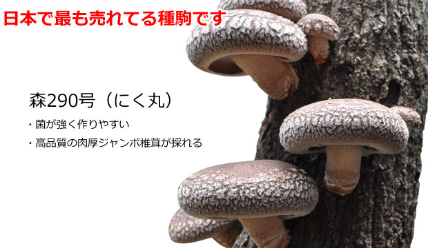 森のきのこ倶楽部 椎茸 種駒 椎茸菌 【正規販売店】シイタケ菌 にく丸