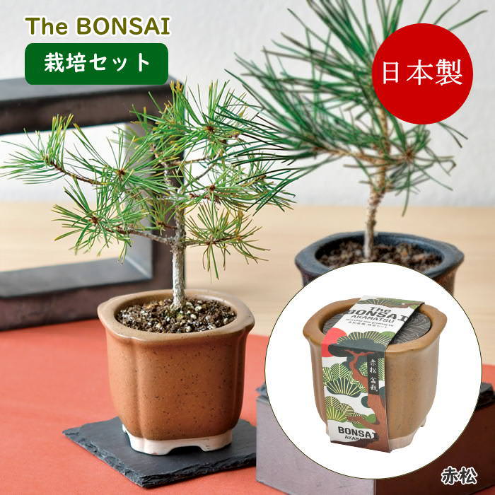 The BONSAI 栽培セット 赤松 盆栽 栽培キット 松 室内 栽培 園芸