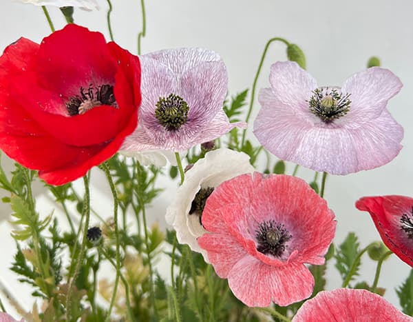 オリエンタルポピー 苗（苗） | 花、ガーデニング のおすすめ人気商品